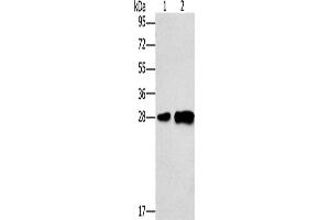 Western Blotting (WB) image for anti-Lymphocyte Antigen 96 (LY96) antibody (ABIN2423096)