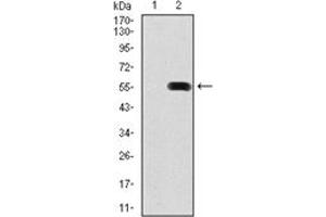 Western Blotting (WB) image for anti-Pancreatic and Duodenal Homeobox 1 (PDX1) antibody (ABIN1107766) (PDX1 antibody)