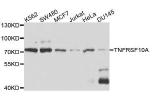 Western blot analysis of extracts of various cell lines, using TNFRSF10A antibody. (TNFRSF10A antibody  (AA 269-468))