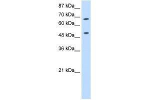 THOC1 antibody used at 0.