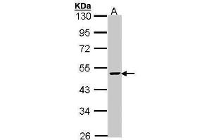 WB Image Sample (30 ug of whole cell lysate) A: Hep G2 , 10% SDS PAGE antibody diluted at 1:1000 (FEN1 antibody)