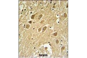 SCRN1 Antibody (N-term) (ABIN651459 and ABIN2840252) IHC analysis in formalin fixed and paraffin embedded human brain tissue followed by peroxidase conjugation of the secondary antibody and DAB staining. (Secernin 1 antibody  (N-Term))