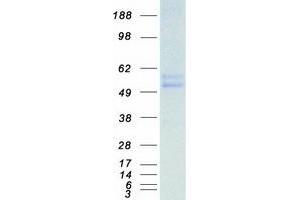 Validation with Western Blot (TRIM21 Protein (Myc-DYKDDDDK Tag))