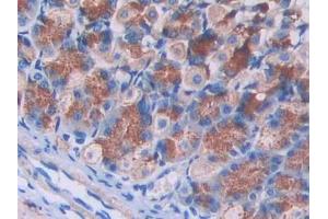 IHC-P analysis of Mouse Stomach Tissue, with DAB staining. (IL2RG antibody  (AA 23-263))
