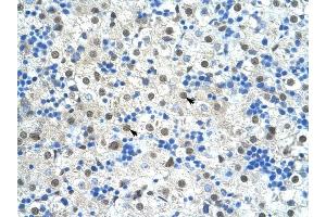 SF3B1 antibody was used for immunohistochemistry at a concentration of 4-8 ug/ml to stain Hepatocytes (arrows) in Human Liver. (SF3B1 antibody  (N-Term))