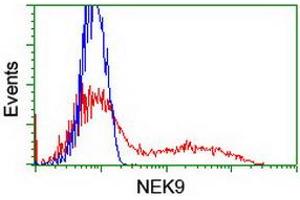 HEK293T cells transfected with either RC211326 overexpress plasmid (Red) or empty vector control plasmid (Blue) were immunostained by anti-NEK9 antibody (ABIN2454885), and then analyzed by flow cytometry. (NEK9 antibody)