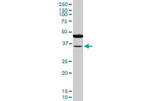 SORD antibody  (AA 1-110)
