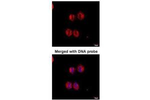 Immunofluorescence (IF) image for anti-14-3-3 zeta (YWHAZ) (Center) antibody (ABIN2854923)