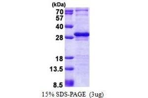 SDS-PAGE (SDS) image for Layilin (LAYN) (AA 22-235) protein (His tag) (ABIN5853136) (Layilin Protein (LAYN) (AA 22-235) (His tag))