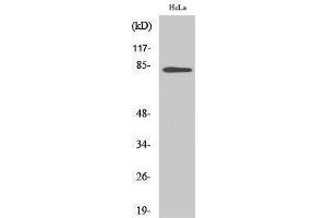 Western Blotting (WB) image for anti-BTB and CNC Homology 1, Basic Leucine Zipper Transcription Factor 1 (BACH1) (Internal Region) antibody (ABIN3183461) (BACH1 antibody  (Internal Region))