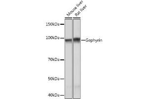 Western blot analysis of extracts of various cell lines, using Gephyrin Rabbit mAb (ABIN7267375) at 1:1000 dilution. (Gephyrin antibody)