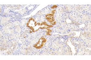 Detection of WNT2B in Human Kidney Tissue using Polyclonal Antibody to Wingless Type MMTV Integration Site Family, Member 2B (WNT2B) (WNT2B antibody  (AA 62-391))