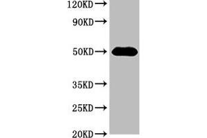 Western Blot Positive WB detected in: 293 whole cell lysate All lanes: HAT1 antibody at 3 μg/mL Secondary Goat polyclonal to rabbit IgG at 1/50000 dilution Predicted band size: 50, 40 kDa Observed band size: 50 kDa (HAT1 antibody  (Catalytic Subunit))