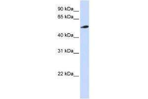 C10ORF33 antibody used at 1 ug/ml to detect target protein.