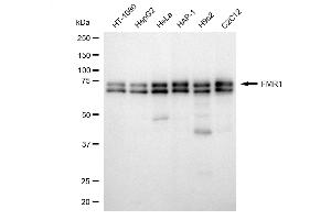 Western blotting analysis using FMR1 antibody (ABIN7800931). (Recombinant Fragile X Messenger Ribonucleoprotein 1 antibody)