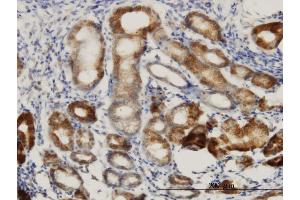 Immunoperoxidase of monoclonal antibody to DNAJC10 on formalin-fixed paraffin-embedded human stomach. (DNAJC10 antibody  (AA 688-793))