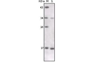 Western Blotting (WB) image for anti-Tumor Necrosis Factor alpha (TNF alpha) antibody (ABIN1109394) (TNF alpha antibody)