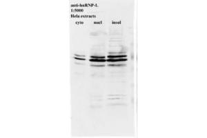 Image no. 1 for anti-Heterogeneous Nuclear Ribonucleoprotein L (HNRNPL) antibody (ABIN341044) (HNRNPL antibody)