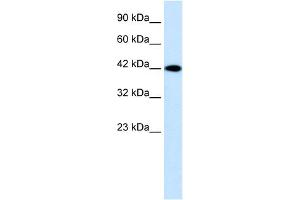 WB Suggested Anti-P2RX2 Antibody Titration:  0. (P2RX2 antibody  (N-Term))