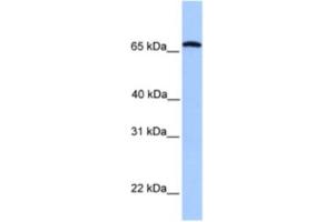Western Blotting (WB) image for anti-Calicin (CCIN) antibody (ABIN2463588) (Calicin antibody)
