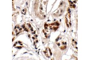 Immunohistochemistry of UHRF1BP1 in human kidney tissue with UHRF1BP1 antibody at 2. (UHRF1BP1 antibody  (Middle Region))