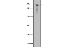 Western blot analysis of Phospho-DNA PKcs (Ser2056) expression in alkaline treated Jurkat cell lysate. (Recombinant PRKDC antibody  (pSer2056))