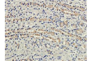 Immunohistochemical staining of rat stomach using anti-Complement receptor 1 antibody  Formalin fixed rat stomach slices were were stained with  at 3 µg/ml. (Recombinant CD35 antibody)
