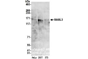 Western Blotting (WB) image for anti-Mastermind-Like 3 (MAML3) (AA 150-200) antibody (ABIN7454662)