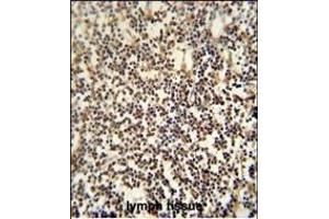 C12orf48 antibody (C-term) (ABIN654041 and ABIN2843950) immunohistochemistry analysis in formalin fixed and paraffin embedded human lymph tissue followed by peroxidase conjugation of the secondary antibody and DAB staining. (PARPBP antibody  (C-Term))