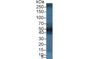 Western Blot; Sample: Porcine Kidney lysate; Primary Ab: 5µg/ml Rabbit Anti-Human BGN Antibody Second Ab: 0. (Biglycan antibody  (AA 230-366))