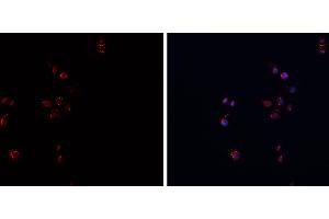 ABIN6269089 staining HepG2? (APP antibody  (C-Term))