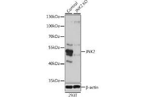 Western blot analysis of extracts from normal (control) and JNK2 knockout (KO) 293T cells, using JNK2 antibody (ABIN3021848, ABIN3021849, ABIN3021850 and ABIN1513115) at 1:1000 dilution.
