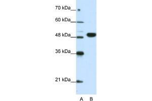 WB Suggested Anti-EIF4A2 Antibody Titration:  0.