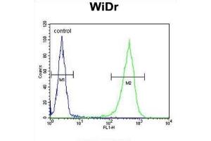Flow Cytometry (FACS) image for anti-Coiled-Coil Domain Containing 3 (CCDC3) antibody (ABIN3003893) (CCDC3 antibody)