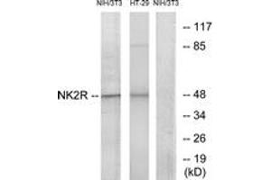 Western blot analysis of extracts from NIH-3T3/HT-29 cells, using NK2R Antibody.