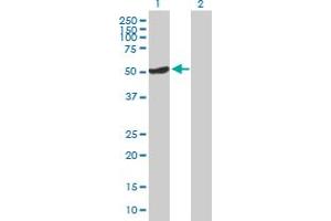 Western Blot analysis of OSGIN1 expression in transfected 293T cell line by OSGIN1 MaxPab polyclonal antibody.