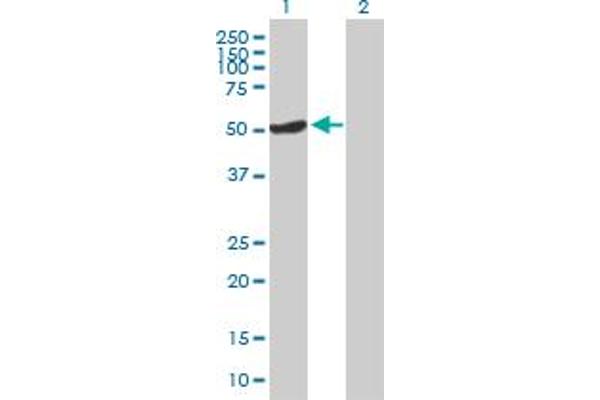 OSGIN1 antibody  (AA 1-477)