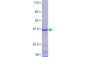 C12orf65 Protein (AA 1-166) (GST tag)