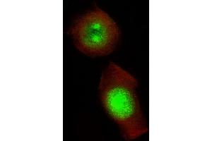 Immunofluorescent analysis of 4 % paraformaldehyde-fixed, 0. (GLI2 antibody  (C-Term))