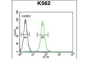 SS Antibody (C-term) (ABIN655046 and ABIN2844675) flow cytometric analysis of K562 cells (right histogram) compared to a negative control cell (left histogram).