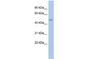 WB Suggested Anti-BAT1 Antibody Titration:  0.