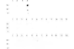Histone H3K14me3 (pAb) tested by dot blot analysis. (Histone 3 antibody  (3meLys14))