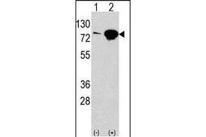Western blot analysis of anti-EIF4B Antibody (Center) Pab (ABIN388669 and ABIN2837872) in 293 cell line lysates transiently transfected with the EIF4B gene (2 μg/lane). (EIF4B antibody  (AA 353-382))