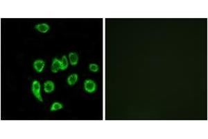 Immunofluorescence (IF) image for anti-Mitochondrial Ribosomal Protein L32 (MRPL32) (AA 101-150) antibody (ABIN2890054)