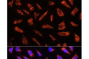 Immunofluorescence analysis of U-2 OS cells using MFGE8 Polyclonal Antibody at dilution of 1:100. (MFGE8 antibody)