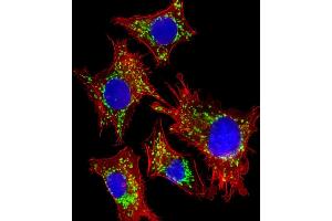 Immunofluorescent analysis of 4 % paraformaldehyde-fixed, 0. (HSPD1 antibody  (AA 340-374))