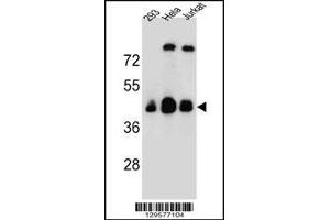 Western blot analysis in 293,Hela,Jurkat cell line lysates (35ug/lane). (OR4C13 antibody  (N-Term))