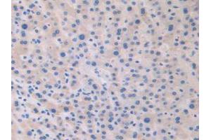 IHC-P analysis of Human Liver Tissue, with DAB staining. (Relaxin 2 antibody  (AA 1-186))