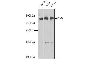 Western blot analysis of extracts of various cell lines using CAD Polyclonal Antibody at dilution of 1:1000. (CAD antibody)