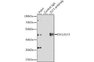 Immunoprecipitation analysis of 150 μg extracts of  cells using 3 μg ESE1/ESE1/ELF3 antibody (ABIN6130346, ABIN6140124, ABIN6140126 and ABIN6217508).